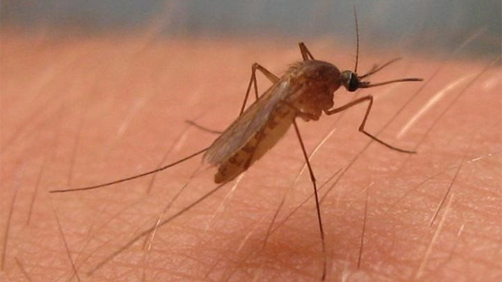 Culex pipiens, mosquito del virus del Nilo Occidental en América del Norte. EP