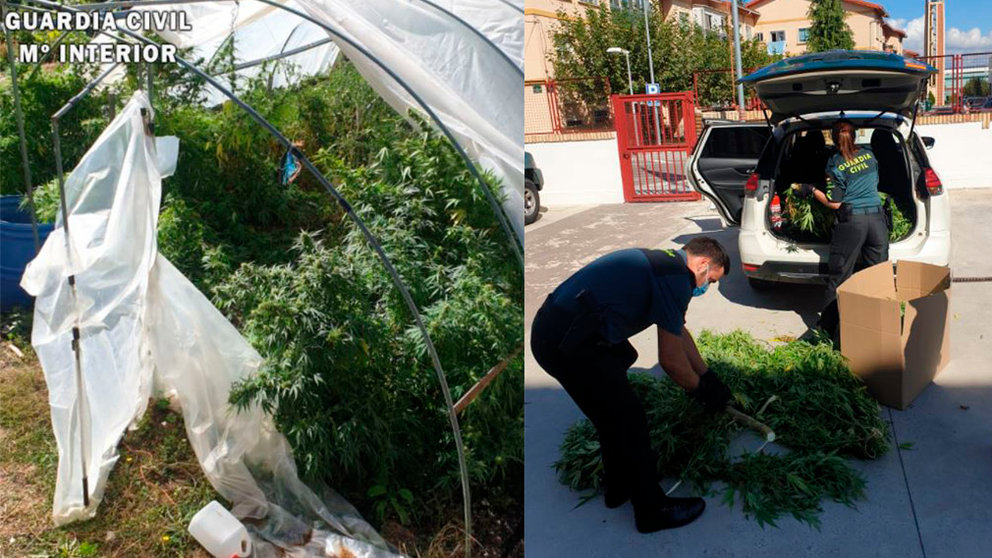 La Guardia Civil interviene 9 kilos de cogollos de marihuana en Osácar-Juslapeña. - GUARDIA CIVIL