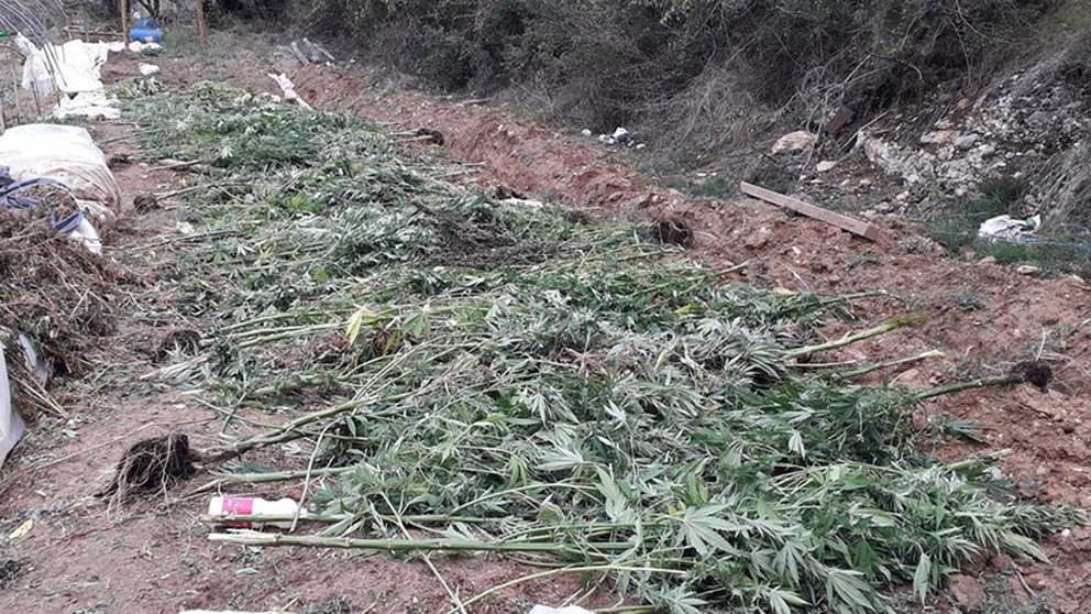 Plantación de marihuana localizada en el Valle de Allín.

La Policía Foral ha detenido esta semana, entre el lunes y el domingo, a 36 personas por la comisión de distintos delitos.POLICÍA FORAL