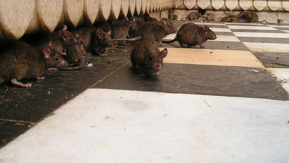 Varias ratas en un rincón. ARCHIVO