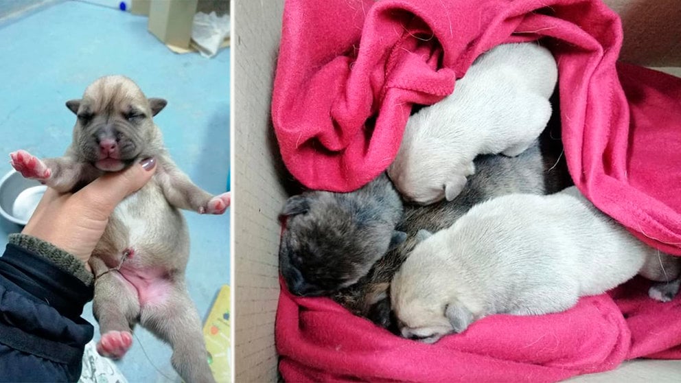 Denuncian el abandono de cachorros recién nacidos en un contenedor de Cintruénigo SOS TUDELA ANIMAL