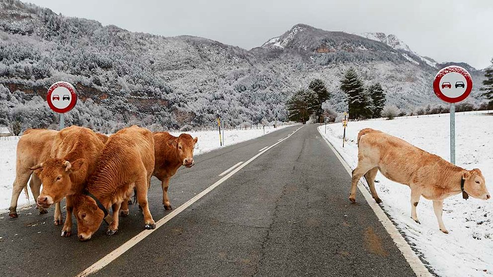 Varias vacas caminan por la carretera N-137 en Belagoa donde ha estado nevando toda la noche dejando espesores de nieve de 15 cm. Las previsiones para los próximos días anuncian nevadas durante casi toda la semana.  EFE/ Jesús Diges