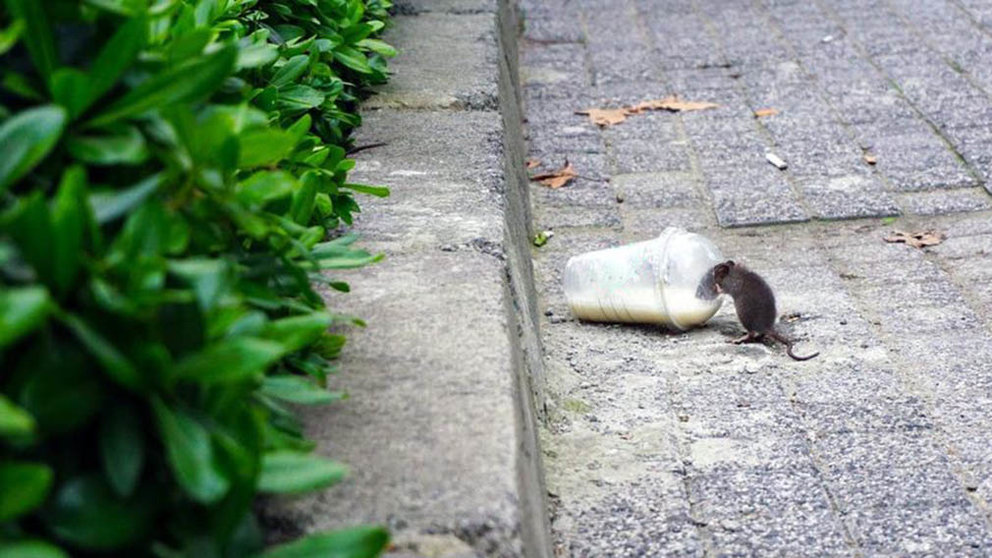 Una rata bebe los restos de un café tirado en la calle. AYUNTAMIENTO DE PAMPLONA