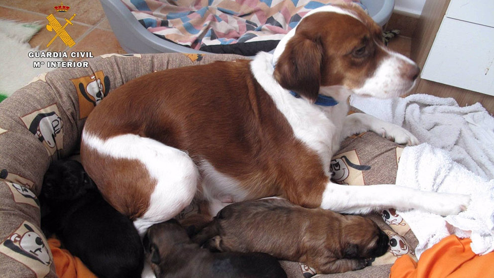 Algunos de los cachorros junto a su madre - GUARDIA CIVIL DE LA RIOJA