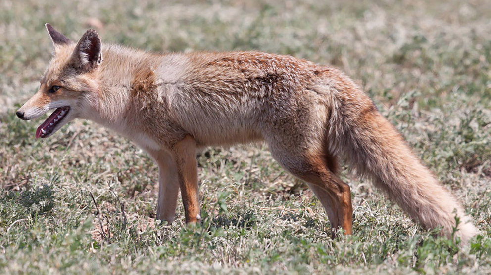 Imagen de archivo de un zorro en Navarra. GURELUR