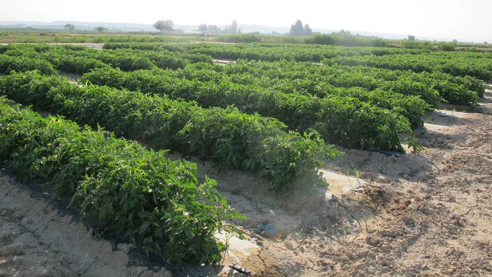Plantación de tomates en Cadreita. CSIC