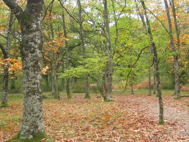 Imagen de archivo del bosque de Orgi en Navarra. JLVwiki