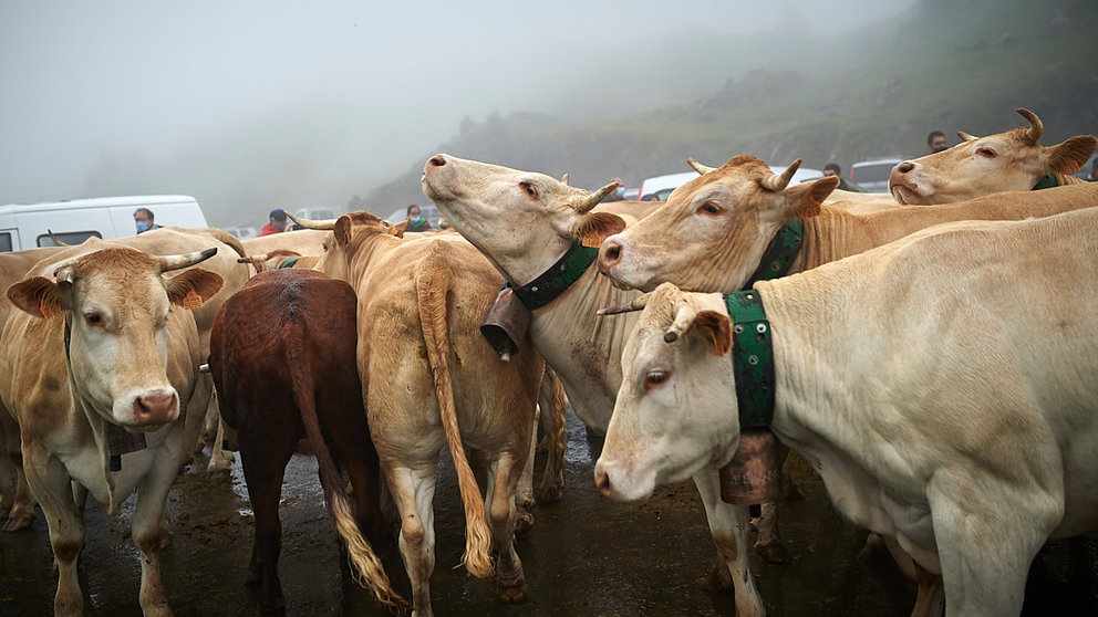El Tratado de las Tres Vacas se celebra cada 13 de julio entre los valles de Roncal y Baretous desde 1375. PABLO LASAOSA