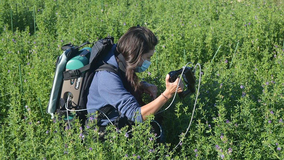Investigadora del IdAB-CSIC trabajando con plantas de alfalfa. IdAB-CSIC