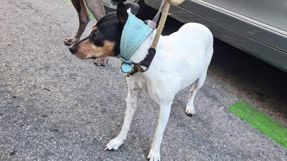 Uno de los perros rescatados de un maletero. POLICÍA MUNICIPAL DE MADRID