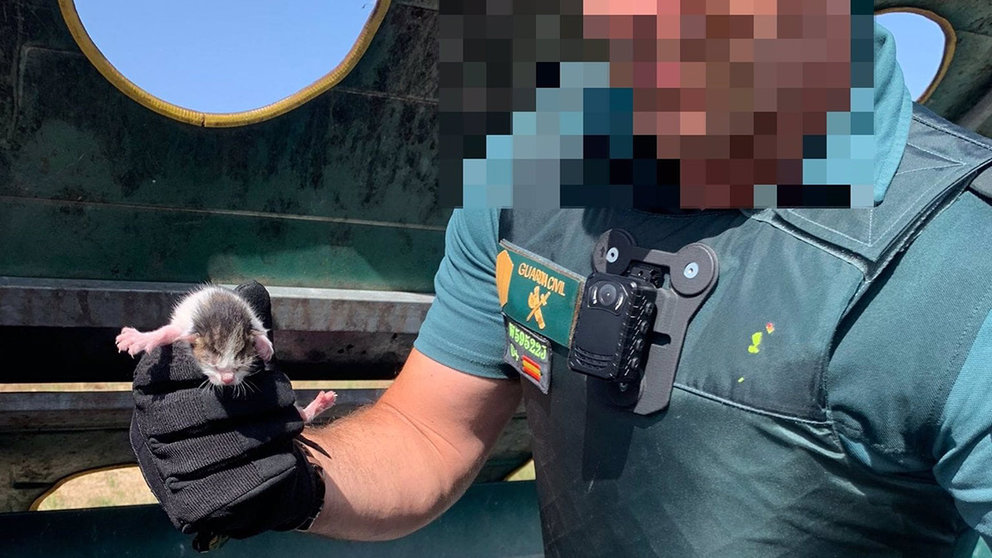 Cría de gato rescatada por la Guardia Civil en un contenedor. GUARDIA CIVIL