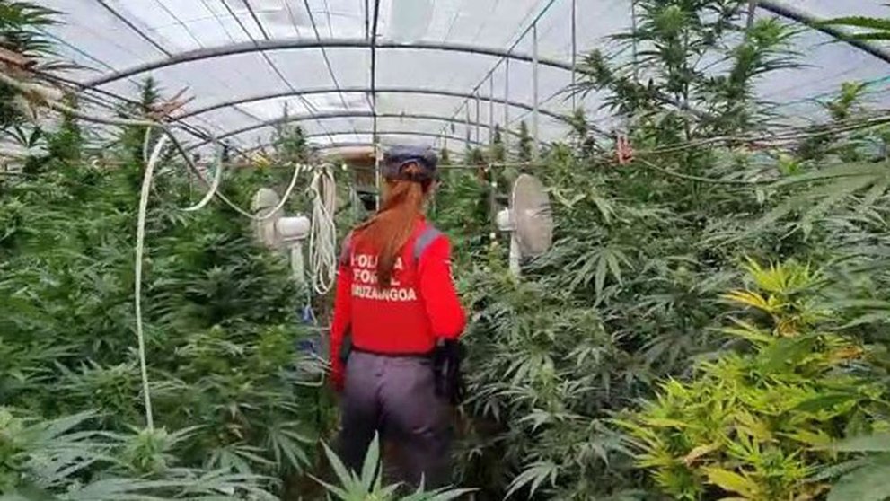 Descubren 620 plantas de marihuana en Baztan POLICÍA FORAL