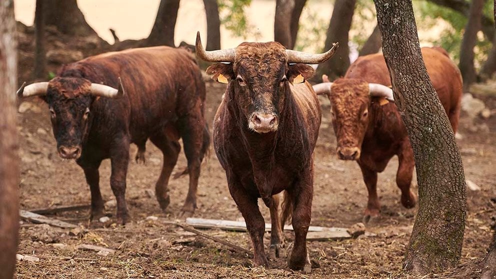 Novillos de la ganadería de Reta que se lidiarán en Corella este martes 12 de octubre. PABLO LASAOSA