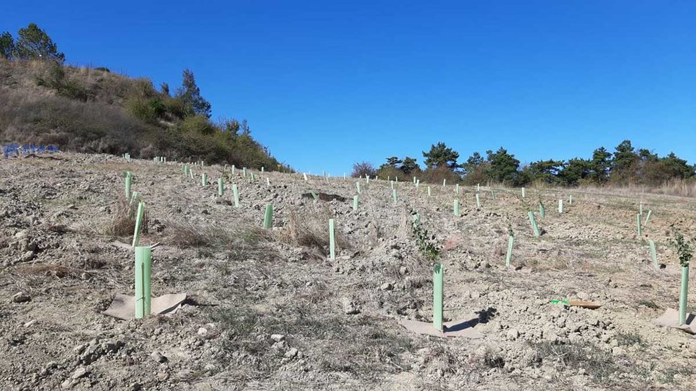 Plantación del nuevo bosque autóctono en el polígono de Agustinos. AYUNTAMIENTO DE PAMPLONA