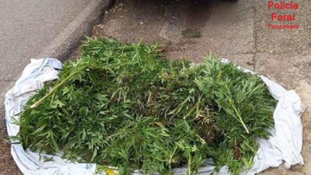 Plantas de marihuana localizadas en un maletero en Cortes POLICÍA FORAL