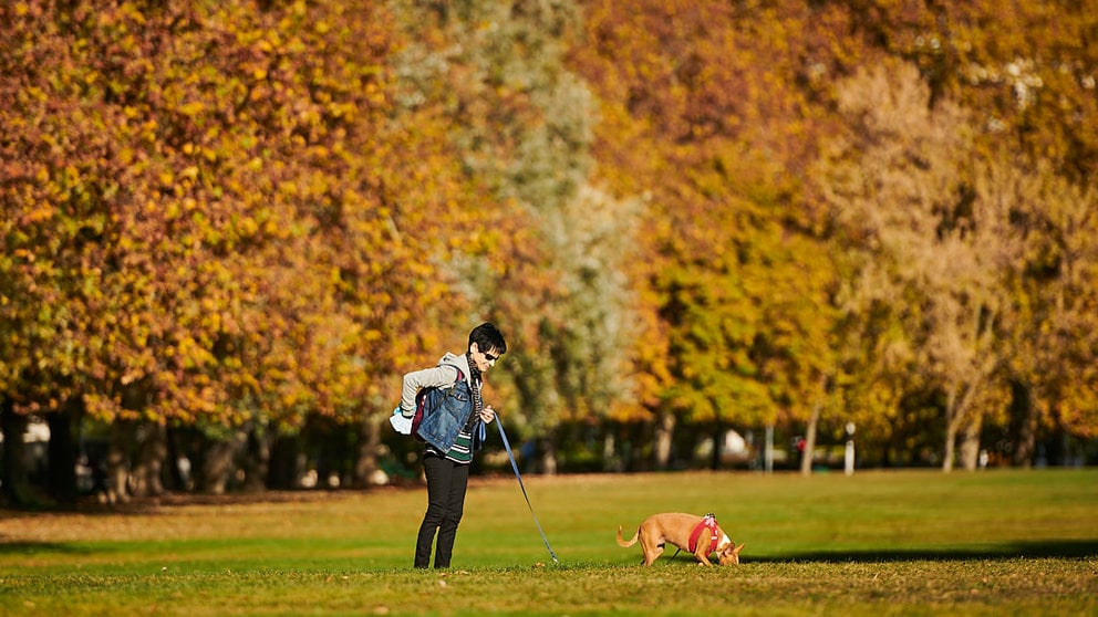 Una persona camina con su perro por la Vuelta del Castillo de Pamplona durante una mañana de otoño. PABLO LASAOSA