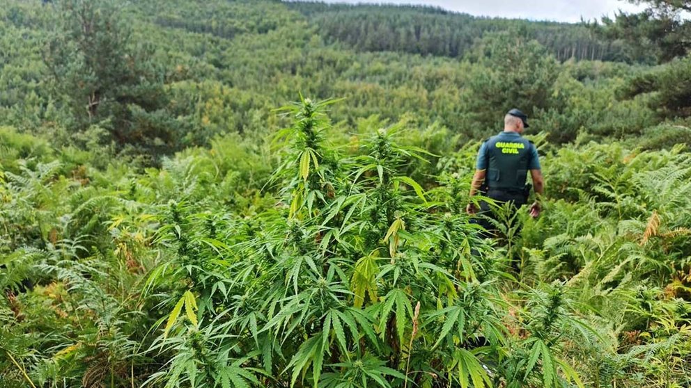 Un agente de la Guardia Civil en un cultivo de marihuana. GUARDIA CIVIL