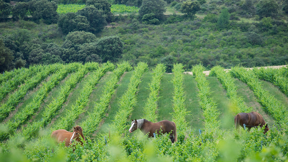 Unos caballos en una zona de cultivo en Navarra. CEDIDA