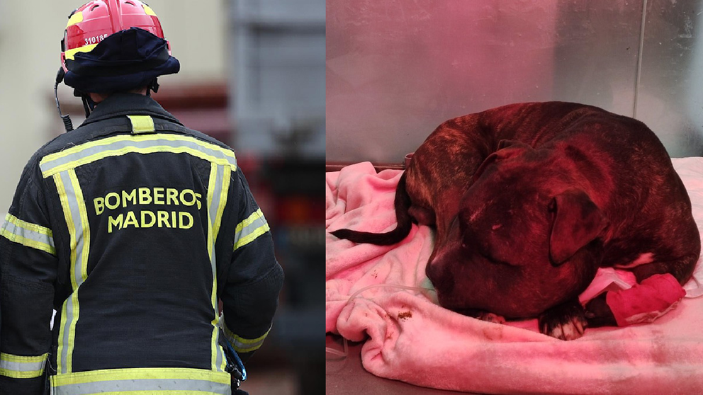 Montaje con el perro que un vecino de Madrid lanzó por la ventana desde un quinto piso y Bomberos de la Comunidad de Madrid. EUROPA PRESS-AIBA