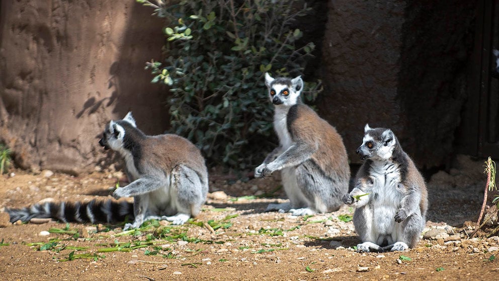 Lémures en el nuevo recinto de Sendaviva. CEDIDA