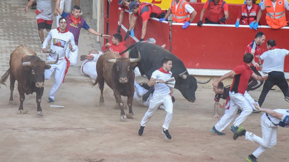 Entrada de los toros de la Ganadería Miura, en la Plaza de toros de Pamplona en lo que es el octavo y último encierro de San Fermín 2022. IRAITZ IRIARTE.