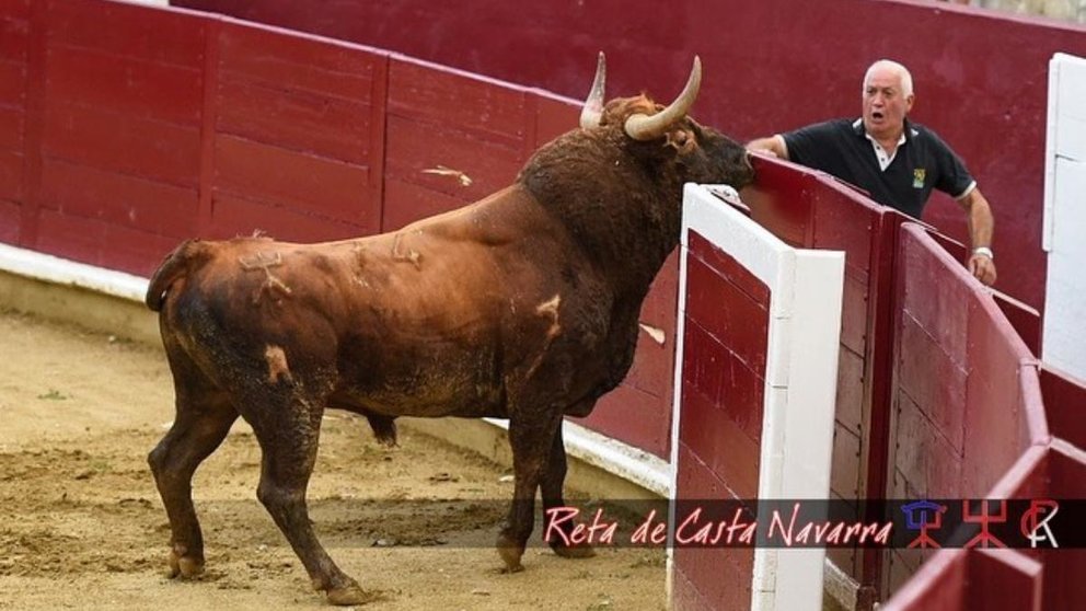 El toro de Miguel Reta que ha muerto en los corrales, el jueves durante el desencajonamiento en la plaza de toros de Estella. FOTO: RETA DE CASTA NAVARRA
