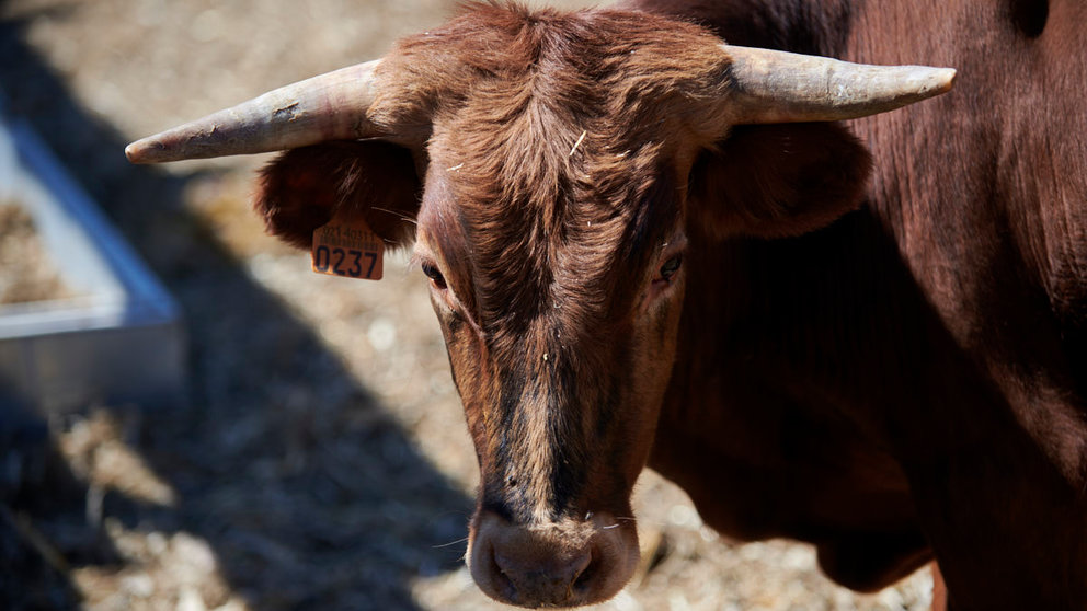 La ganadería de Miguel Reta participa este verano en los festejos populares de 17 localidades navarras. Además, en Estella lidió por primera vez en España sus toros de Casta Navarra. IRANZU LARRASOAÑA