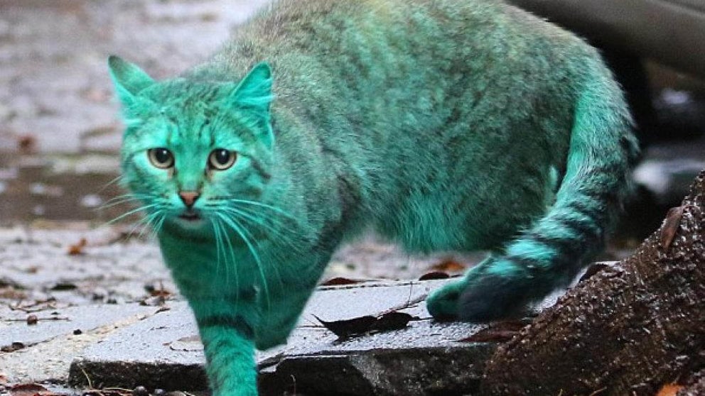 Imagen de archivo de un gato de color verde. ARCHIVO