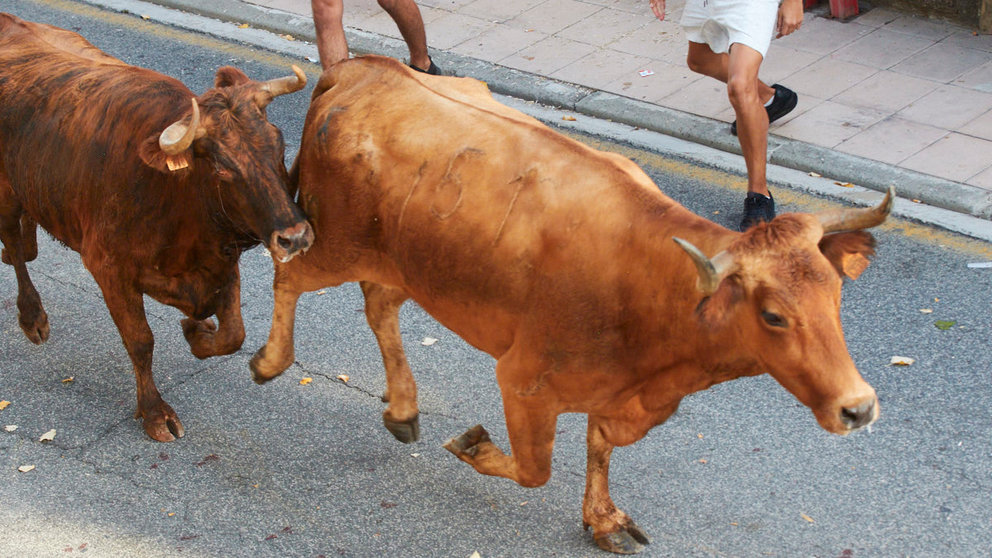 Vaquillas de la ganadería de Alba Reta en las Fiestas de  Zizur Mayor 2022. IÑIGO ALZUGARAY
