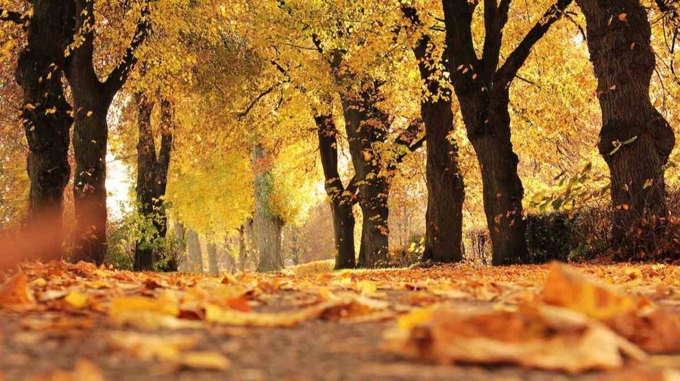 5 razones por las que te enamorarás del otoño en Navarra. Foto: pexels.