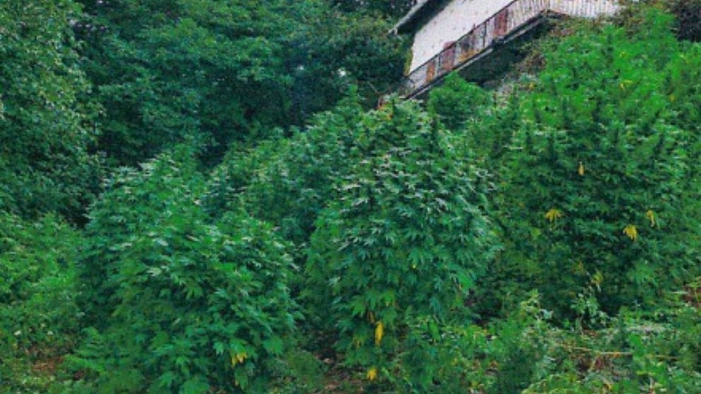 Habían acondicionado una parcela en un caserío abandonado para cultivar las 94 plantas de marihuana. POLICÍA FORAL