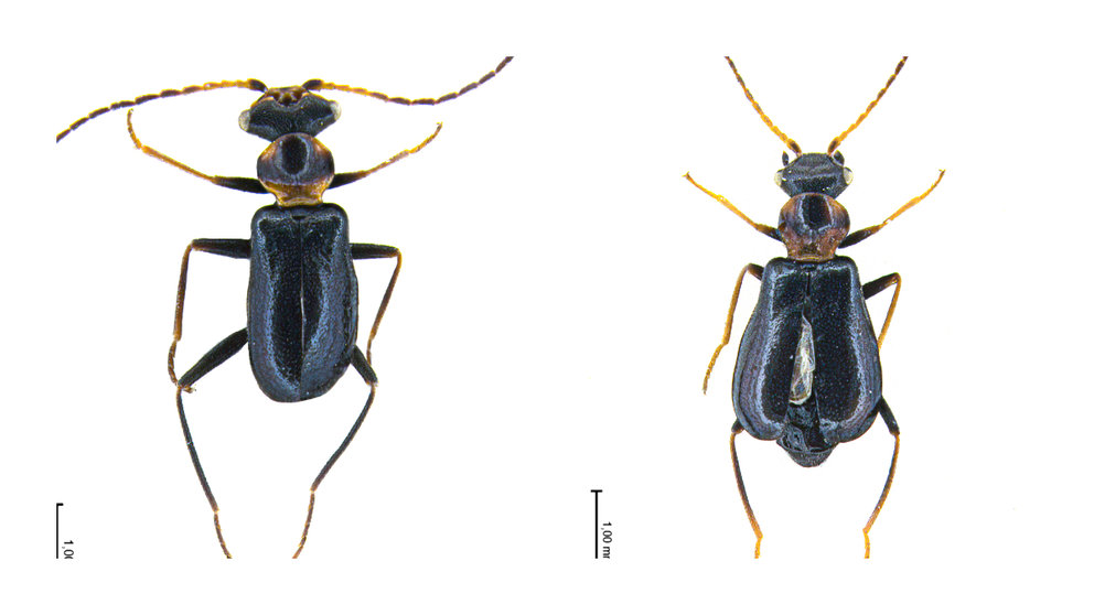 El Troglops bardena, la nueve especie de escarabajo que ha sido descubierta en Navarra. BARDENAS REALES