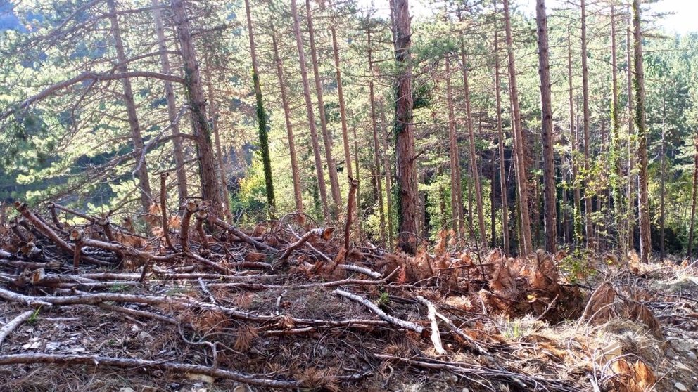 Restos de madera producida por labores forestales. - GURELUR