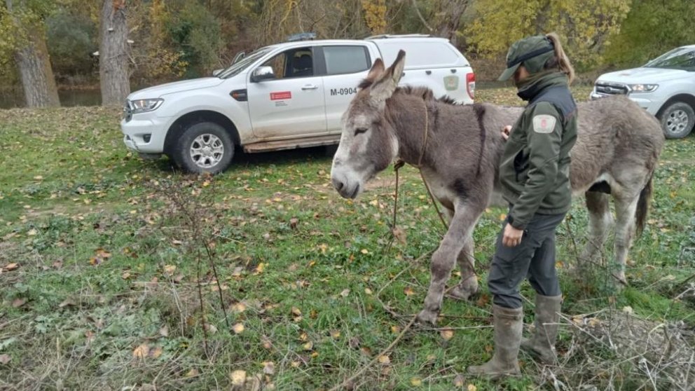 Una agente del Guarderío de Medio Ambiente del Gobierno de Navarra con el burro recién rescatado. GUARDERÍO DE MEDIO AMBIENTE