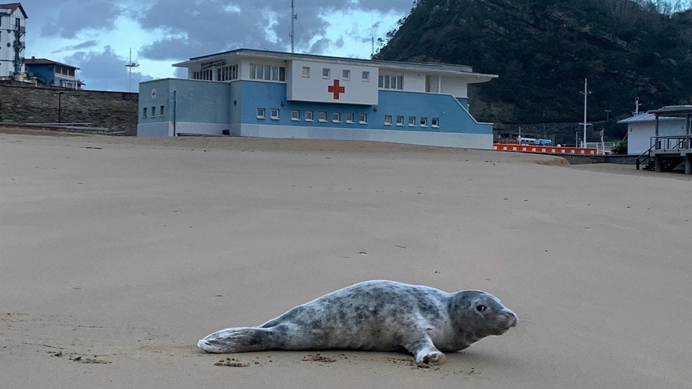 Localizan una pequeña foca, "en perfecto estado", en la playa de Getaria. CRUZ ROJA GUIPÚZCOA