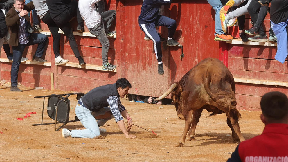 Los mozos tratan de burlar al toro en la Plaza Mayor de Ciudad Rodrigo donde se celebra el Carnaval del Toro 2023. EFE/JM García