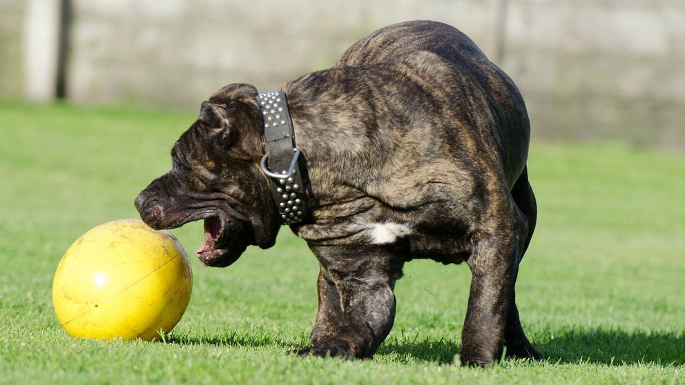Imagen de archivo de un perro jugando con un balón. PIXABAI