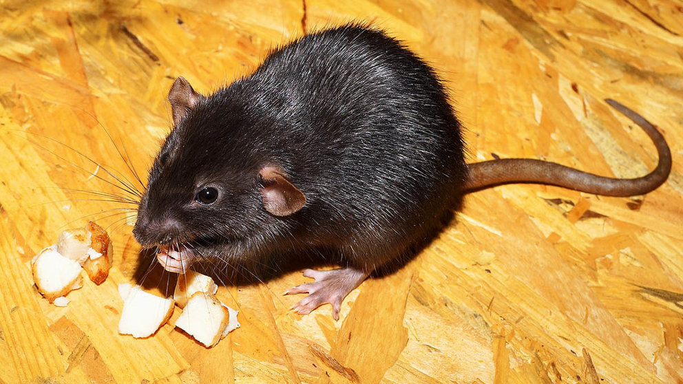 Imagen de archivo de una rata. KAPA65 / PIXABAY