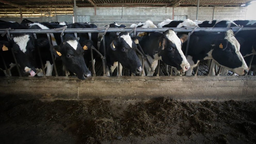 Varias vacas en una explotación ganadera. - Carlos Castro - Europa Press