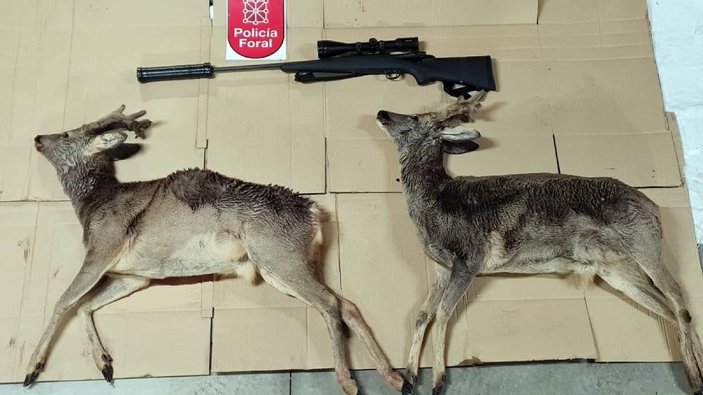 Los dos corzos y el arma que portaban los cazadores furtivos sancionados. POLICÍA FORAL