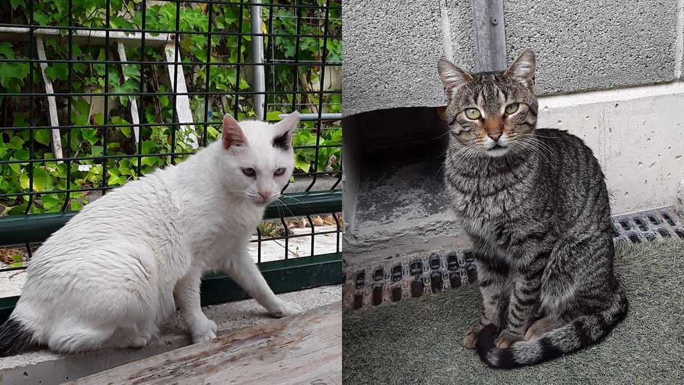 Shakira y Piké son dos gatos que están en adopción en el Centro de Atención de Animales de Pamplona. AYUNTAMIENTO DE PAMPLONA