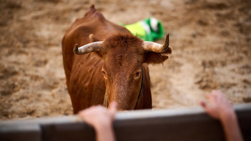Tarde de vaquillas con la ganadería de Ganuza Echecón en las fiestas de Barañain 2023. PABLO LASAOSA