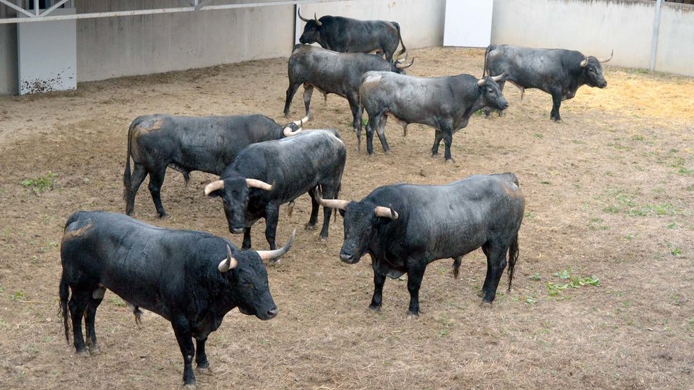 Los toros de la ganadería de José Escolar para el encierro del 8 de julio ya descansan en los corrales del Gas de Pamplona. CASA DE MISERICORDIA