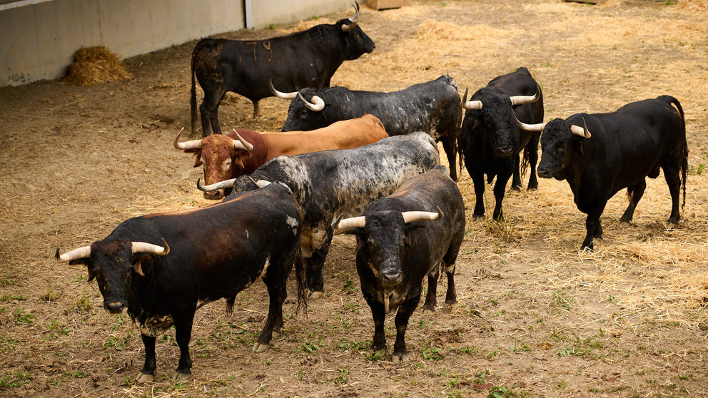 Toros de la ganadería de Cebada Gago (9 de julio) en los corrales del Gas de Pamplona. PABLO LASAOSA