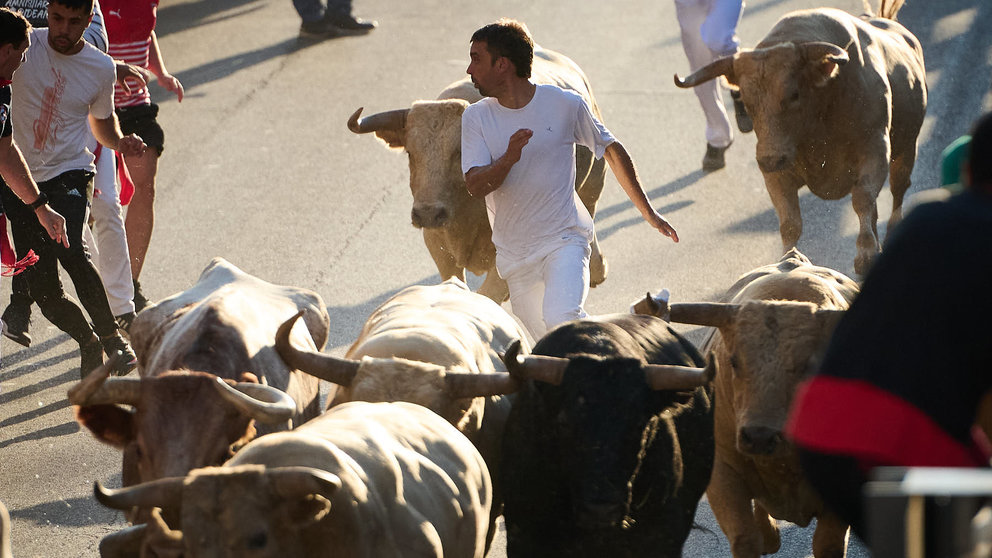 Último encierro de las fiestas de Tudela 2023 con toros de Prieto de la Cal. PABLO LASAOSA
