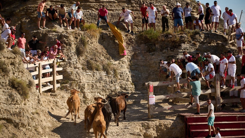 Encierro del Estrecho de Arguedas durante sus fiestas de 2023 con vacas de Arriazu. PABLO LASAOSA