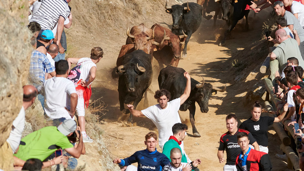 Octavo encierro del Pilón de Falces 2023 con vacas de Teodoro Vergara. IRANZU LARRASOAÑA