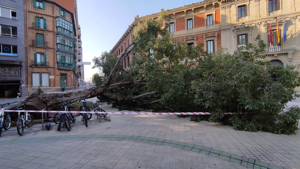 Un árbol se cae frente al Parlamento de Navarra. NAVARRA.COM