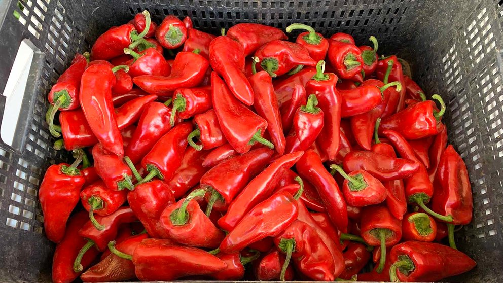 Pimientos del piquillo listos para vender en Legaria. Navarra.com