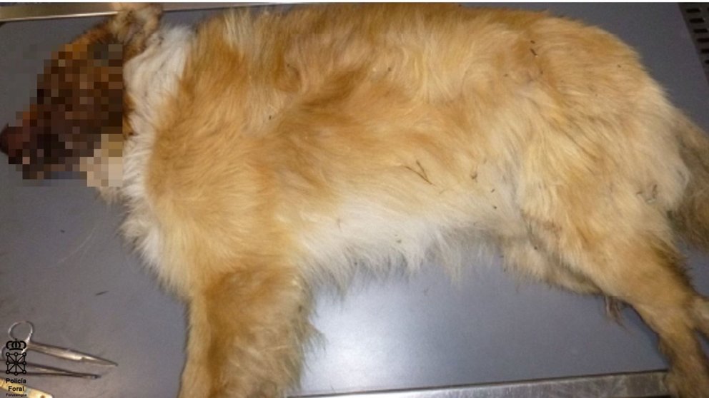Imagen del cadáver del perro brutalmente asesinado en Navarra. POLICÍA FORAL